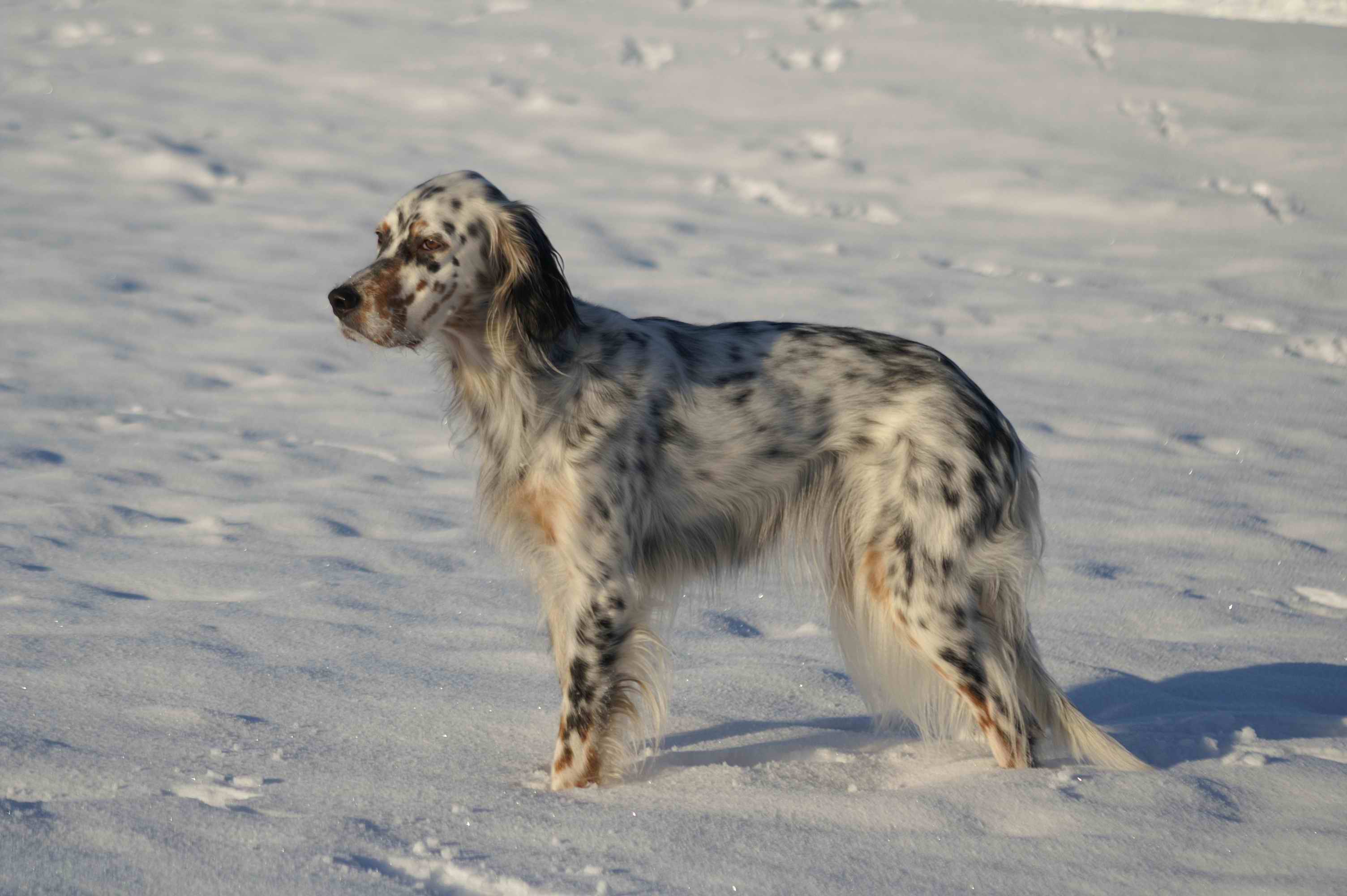 English Setter