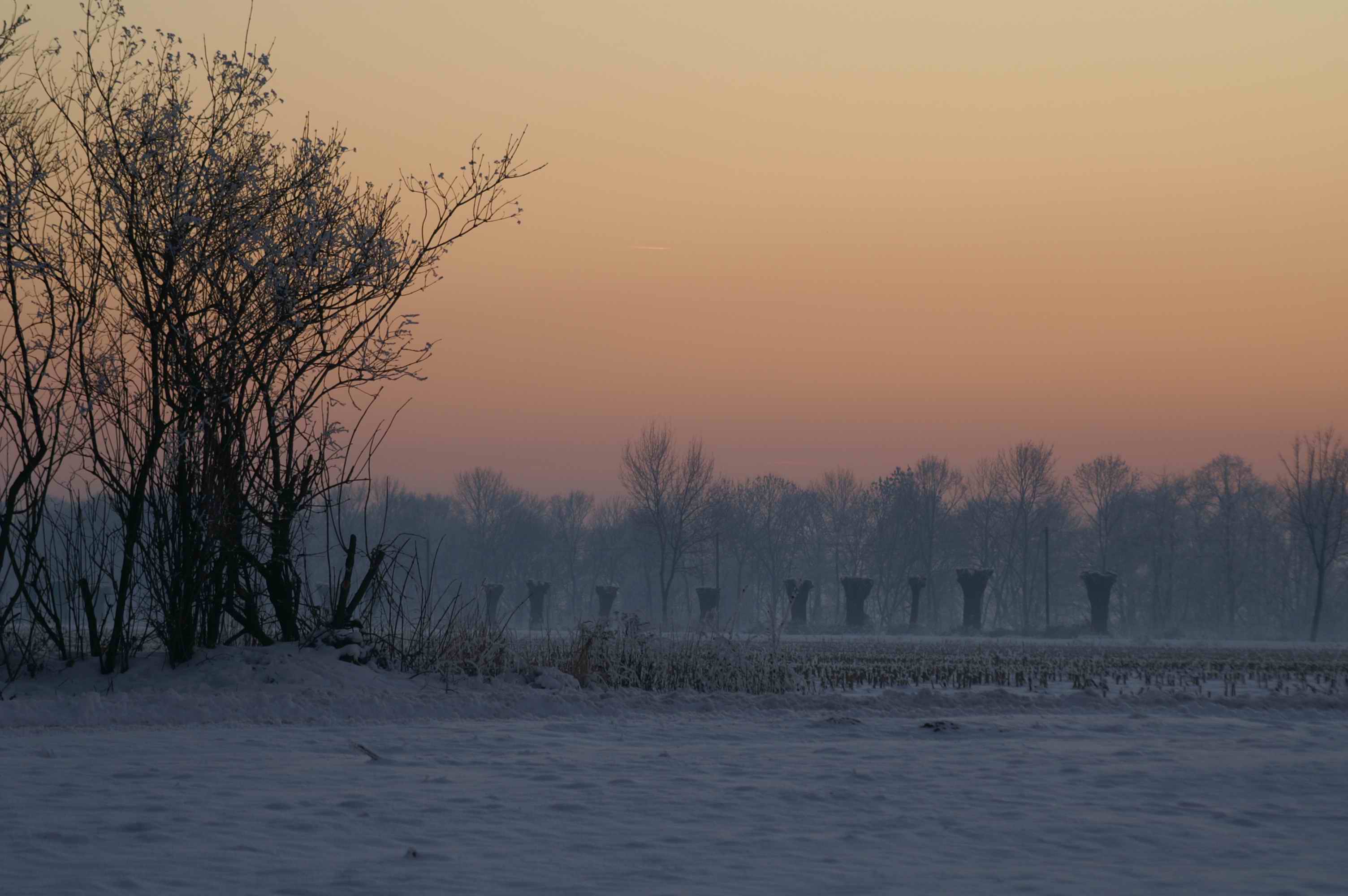 Kopfweiden, M&uuml;nsterland